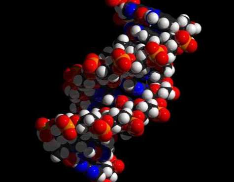 DNA replication protein dnaC (dnaC) -Baculovirus